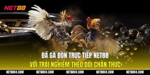 Đá Gà Đòn Trực Tiếp NET88 Với Trải Nghiệm Theo Dõi Chân Thực